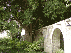The Alamo Grounds